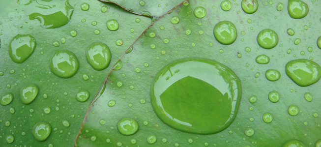 Image result for lotus leaf effect